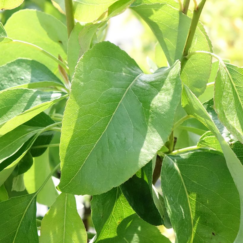 Zwergbirnbaum Fruit Me Pear Me Williams Bon-Chrétien - Pyrus communis (Laub)