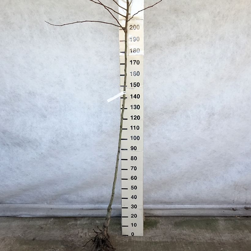 Exemplar von Birnbaum Saint Rémy - Pyrus communis Wurzelnackt, Hochstamm wie im Winter geliefert