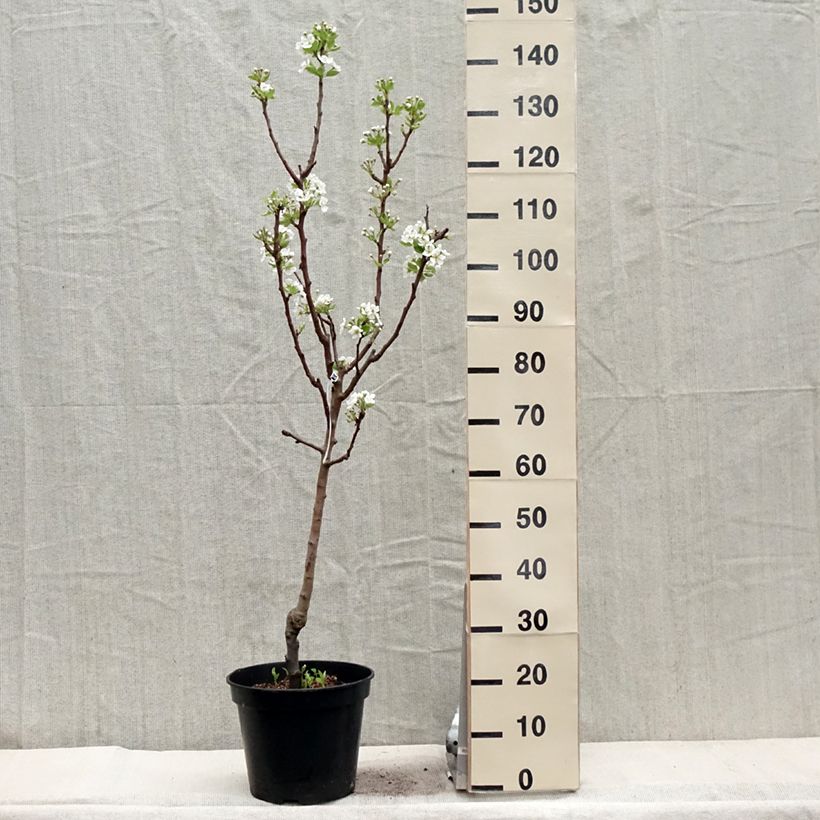 Exemplar von Birnbaum Williams - Pyrus communis Topf mit 7,5L/10L, Gobelet-Form wie im Frühjahr geliefert