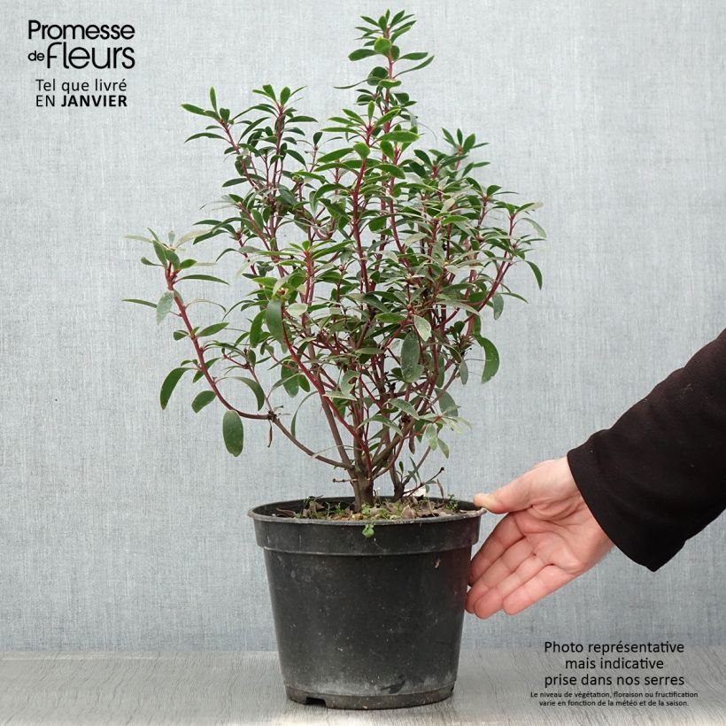 Exemplar von Poivre de Tasmanie - Drimys aromatica Pot de 4L/5L wie im Winter geliefert
