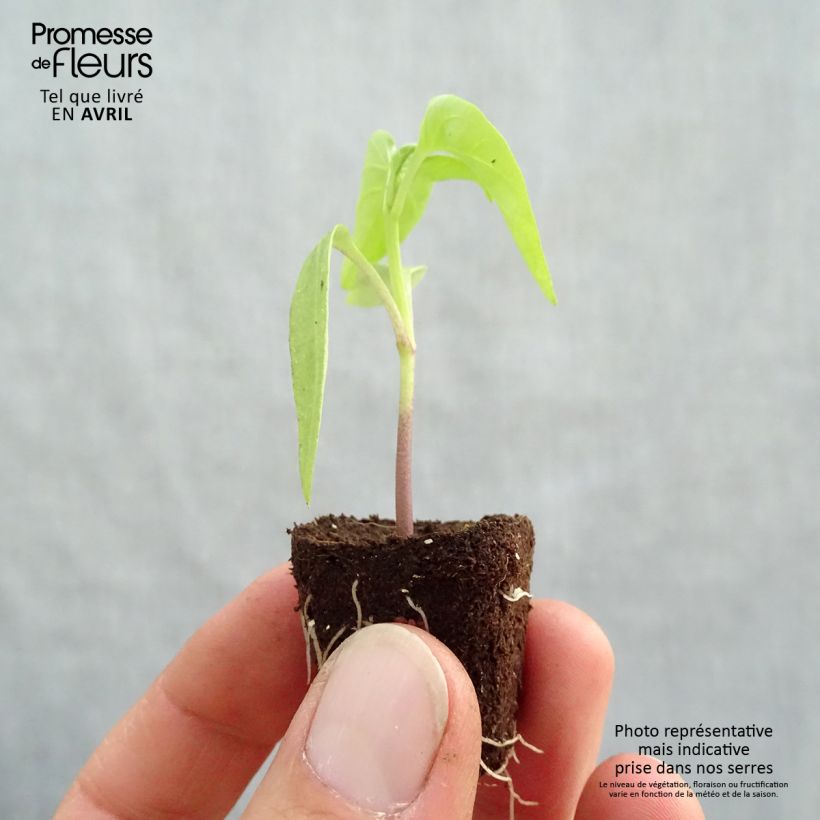 Example of Paprika Bellania F1 Bio Mini-Plug Ø 3/4 cm as you get in printemps