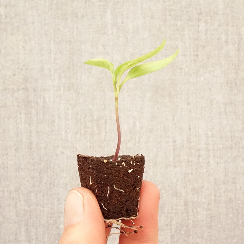 Exemplar von Paprika Dinero F1  Pflanzen Mini-Plug Ø 3/4 cm wie im Frühjahr geliefert