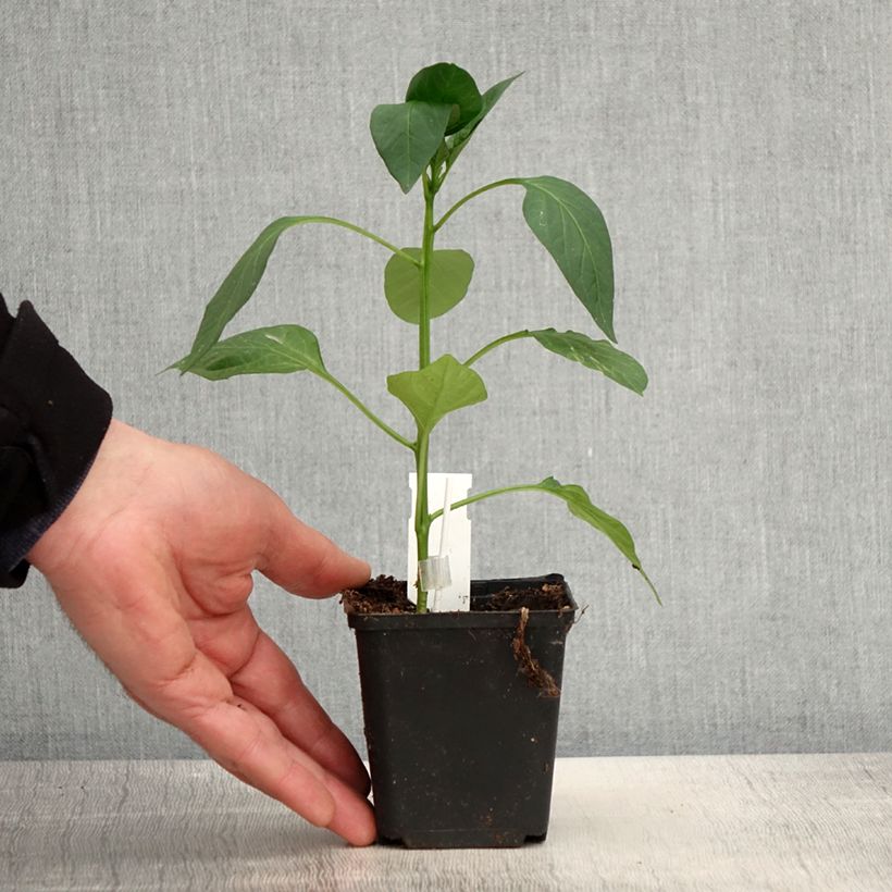 Example of Paprika Lamuyo F1 (Veredelt) Kleine Töpfe von 8/9 cm as you get in printemps