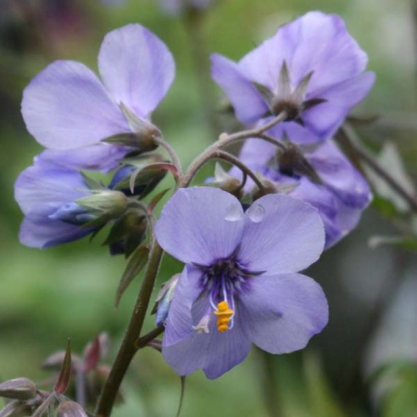 Polemonium Bressingham Purple - Jakobsleiter (Flowering)