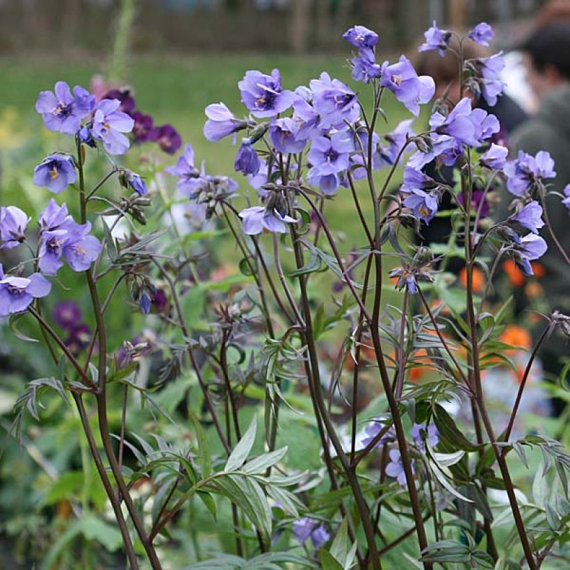 Polemonium Bressingham Purple - Jakobsleiter (Plant habit)