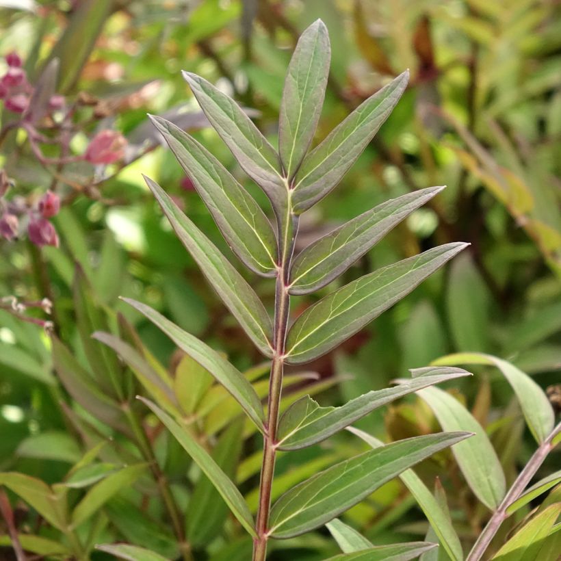 Polemonium Heaven Scent - Jakobsleiter (Laub)