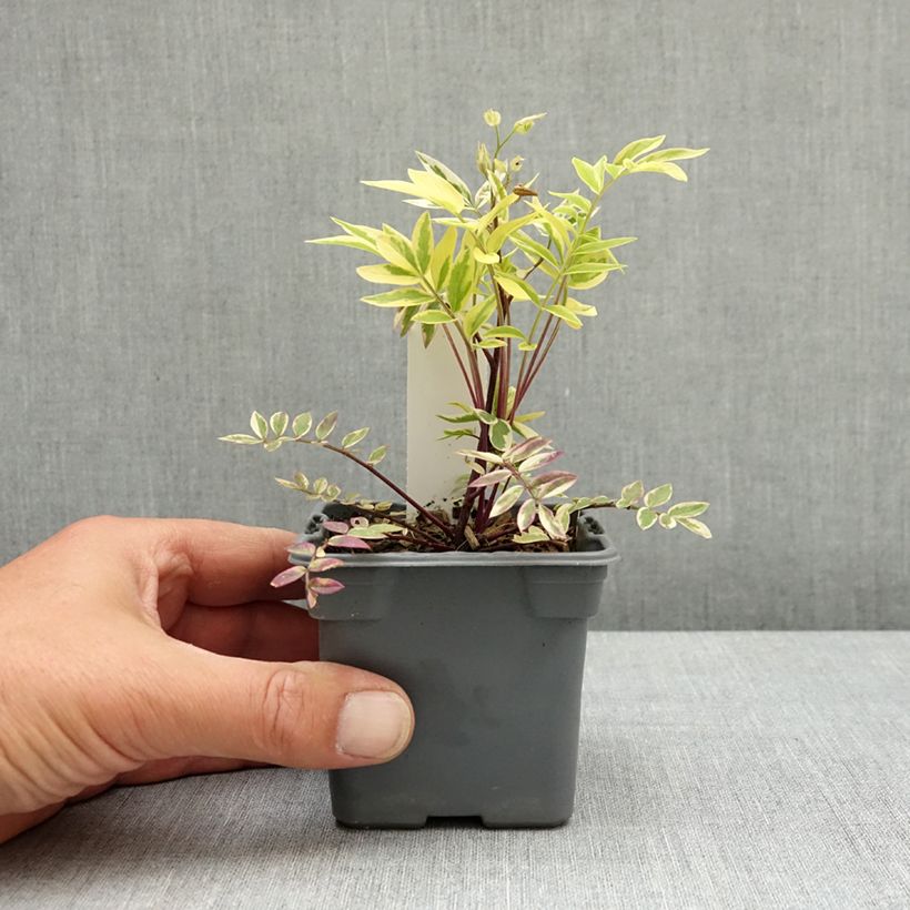 Exemplar von Polemonium pulcherrimum Golden Feathers - Jakobsleiter Kleine Töpfe von 8/9 cm wie im Frühjahr geliefert