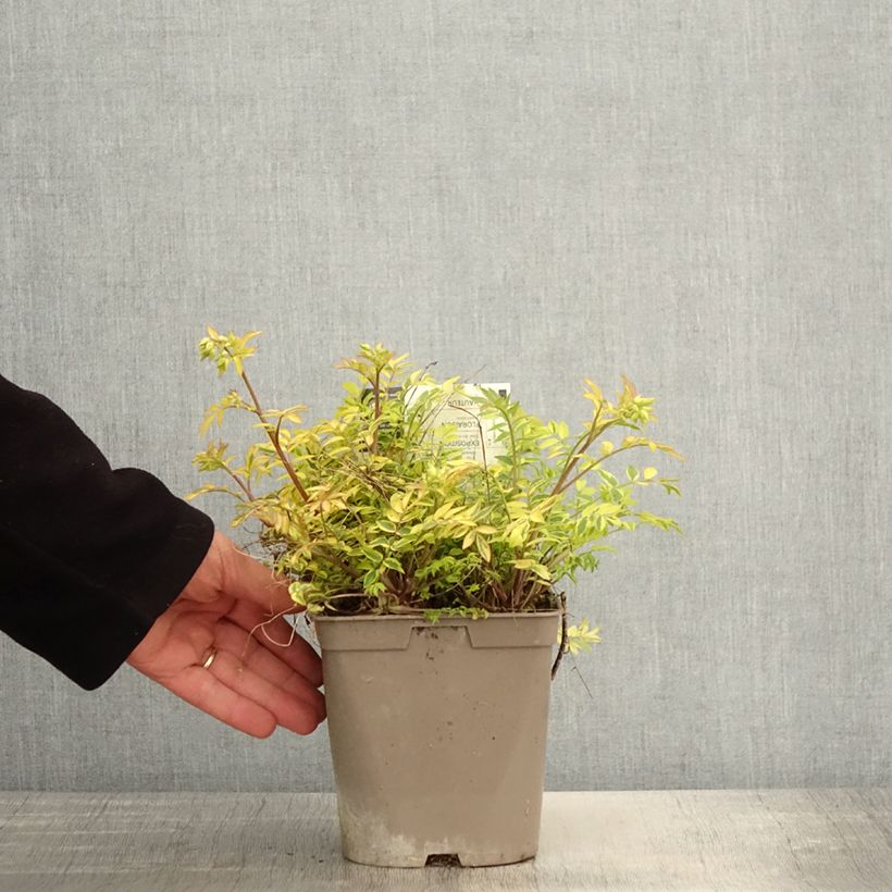 Example of Polemonium pulcherrimum Golden Feathers - Jakobsleiter Topf mit 2L/3L as you get in printemps