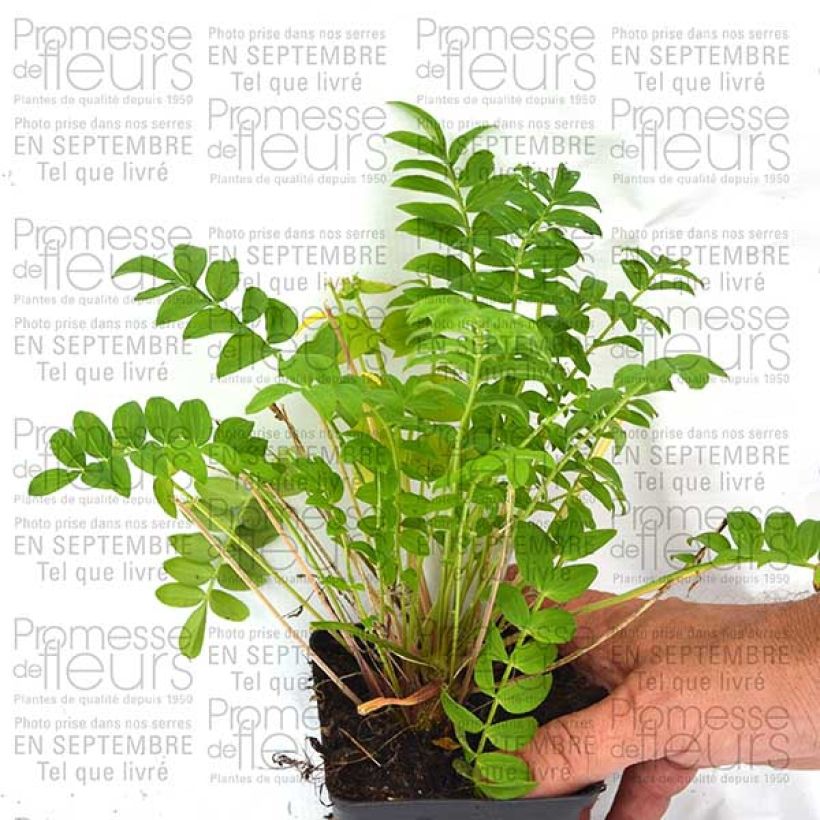 Beispiel eines Exemplars von Polemonium Sonia's Bluebell - Jakobsleiter Kleine Töpfe von 8/9 cm wie geliefert