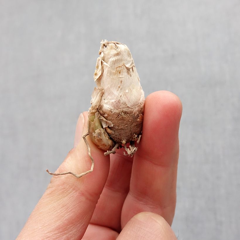 Exemplar von Polyanthes tuberosa Pink Sapphire - Tuberose Zwiebel Kaliber/Größe 10+ wie im Frühjahr geliefert