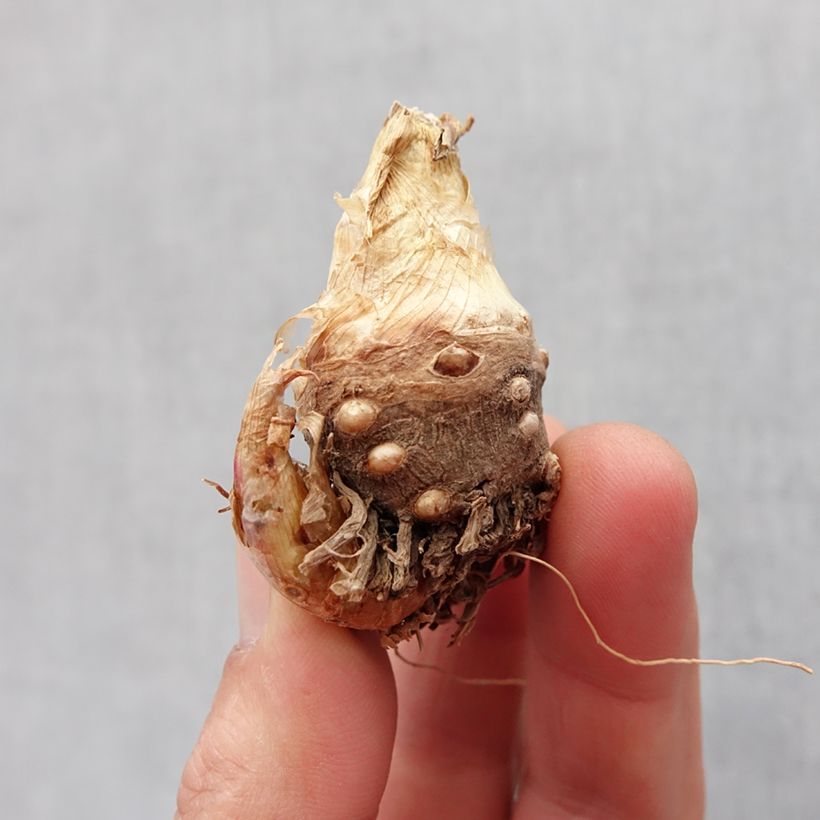 Exemplar von Polianthes tuberosa Sensation - Tuberose Zwiebel Kaliber/Größe 10+ wie im Frühjahr geliefert