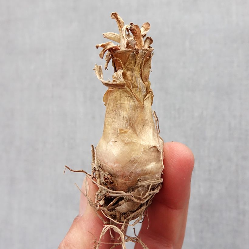 Exemplar von Polyanthes tuberosa The Pearl - Tuberose Zwiebel size 12+ wie im Frühjahr geliefert