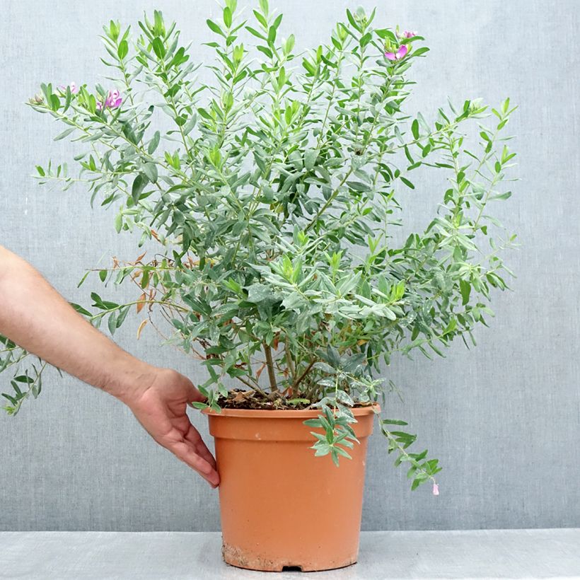 Exemplar von Polygala myrtifolia - Kreuzblume Topf mit 7,5L/10L wie im Sommer geliefert