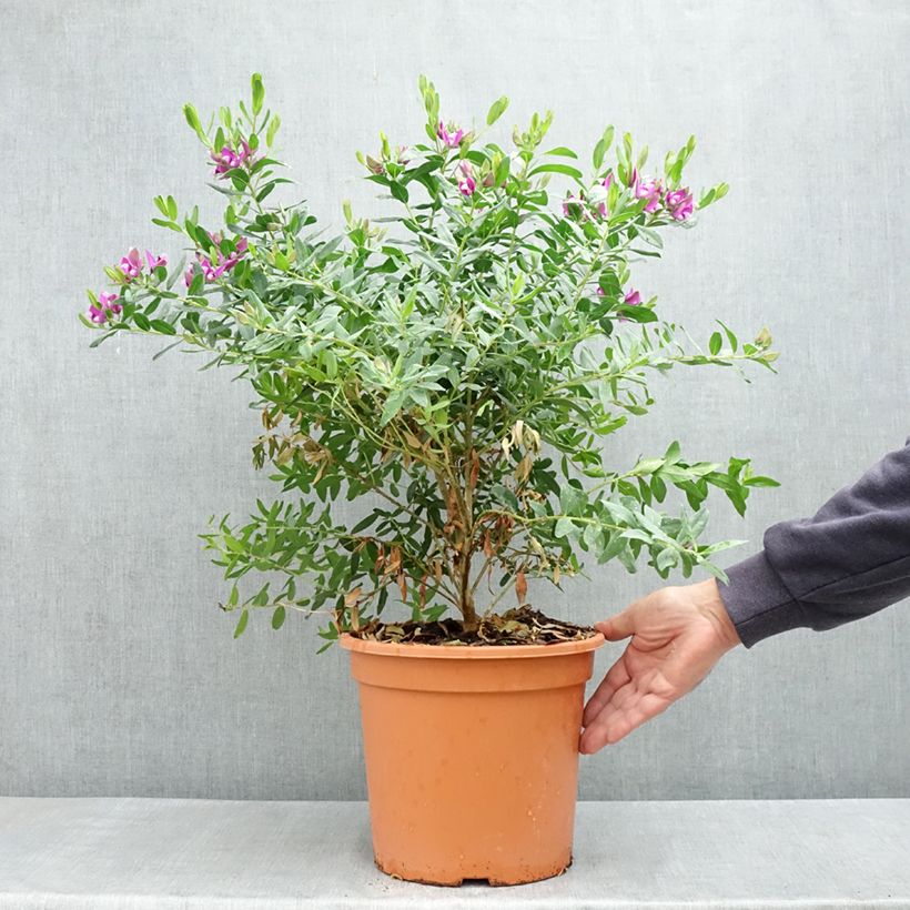 Example of Polygala myrtifolia - Kreuzblume Topf mit 7,5L/10L as you get in printemps