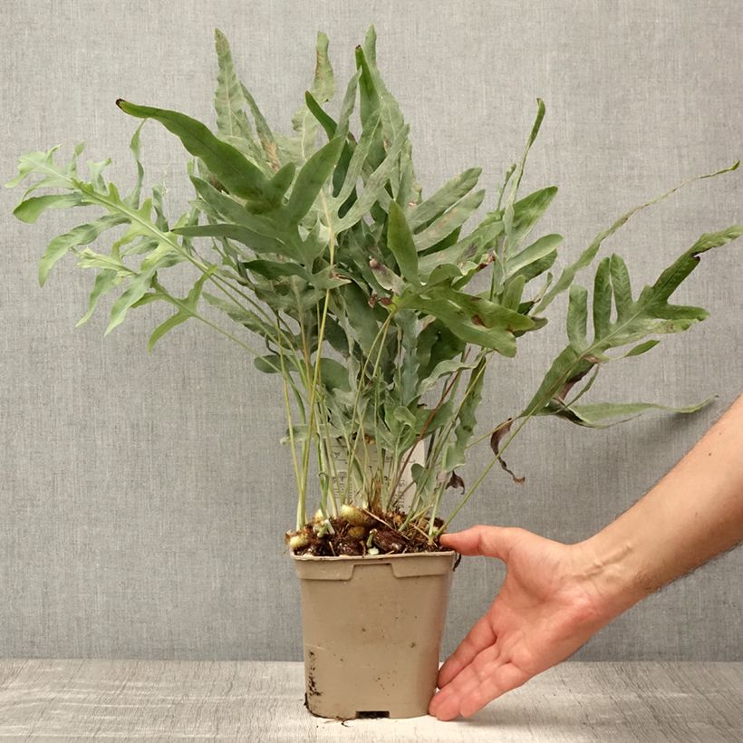 Exemplar von Phlebodium pseudoaureum Topf mit 2L/3L wie im Sommer geliefert