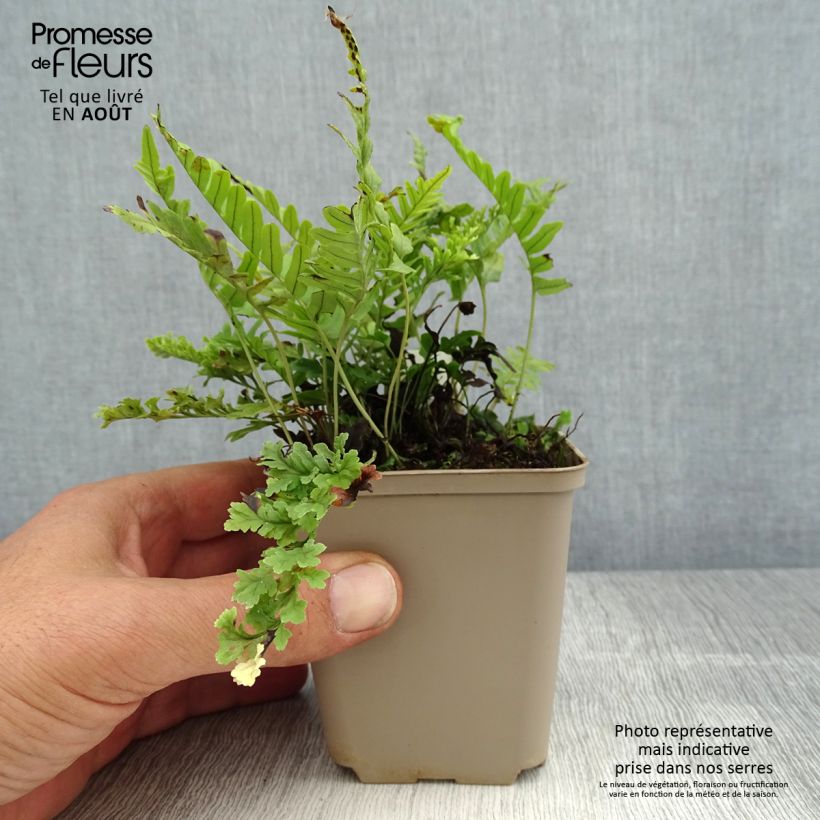 Exemplar von Polypodium vulgare Bifido Multifidum - Tüpfelfarn Kleine Töpfe von 8/9 cm wie im Sommer geliefert