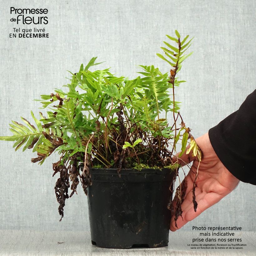 Exemplar von Polypodium Whitley Giant - Fougère, Polypode Pot de 2L/3L wie im Winter geliefert