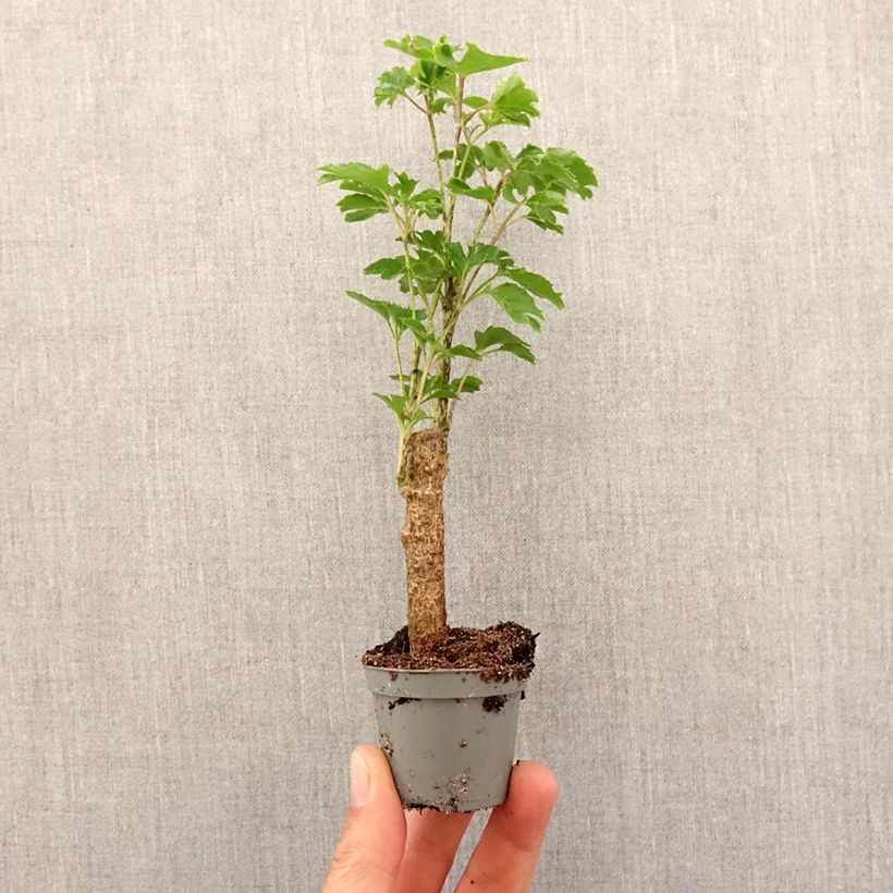 Exemplar von Polyscias balfouriana Butterfly - Fiederaralie Mini-Pflanze wie im Frühjahr geliefert