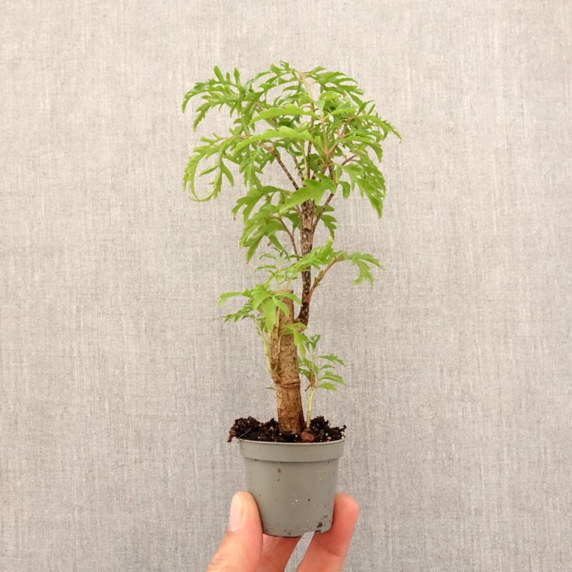 Exemplar von Polyscias filicifolia - Fiederaralie Mini-Pflanze wie im Frühjahr geliefert