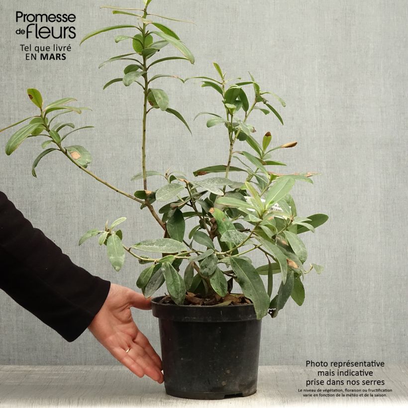 Exemplar von Polyspora axillaris Topf mit 3L/4L wie im Frühjahr geliefert