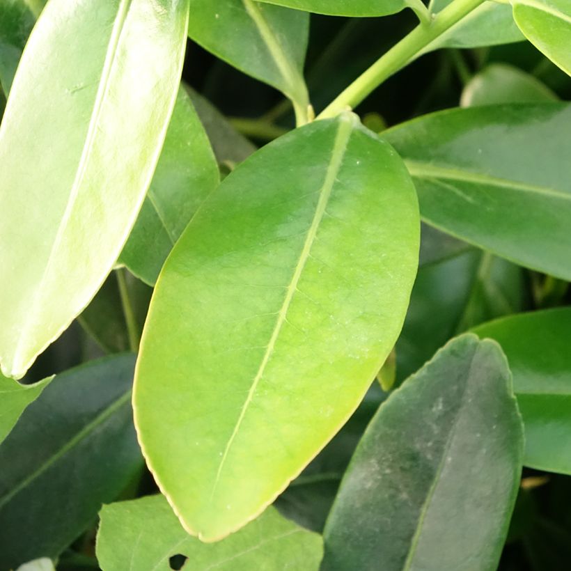 Polyspora axillaris (Laub)