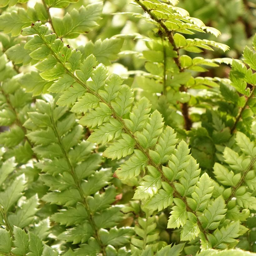 Schildfarn - Polystichum neolobatum (Foliage)