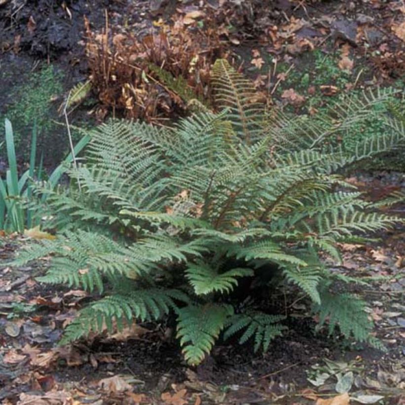 Japanischer Glanzschildfarn - Polystichum polyblepharum (Plant habit)