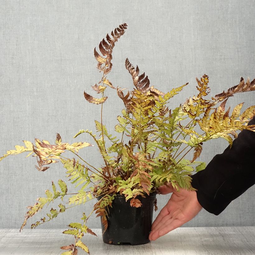 Example of Steifer Schildfarn - Polystichum rigens Topf mit 2L/3L as you get in printemps