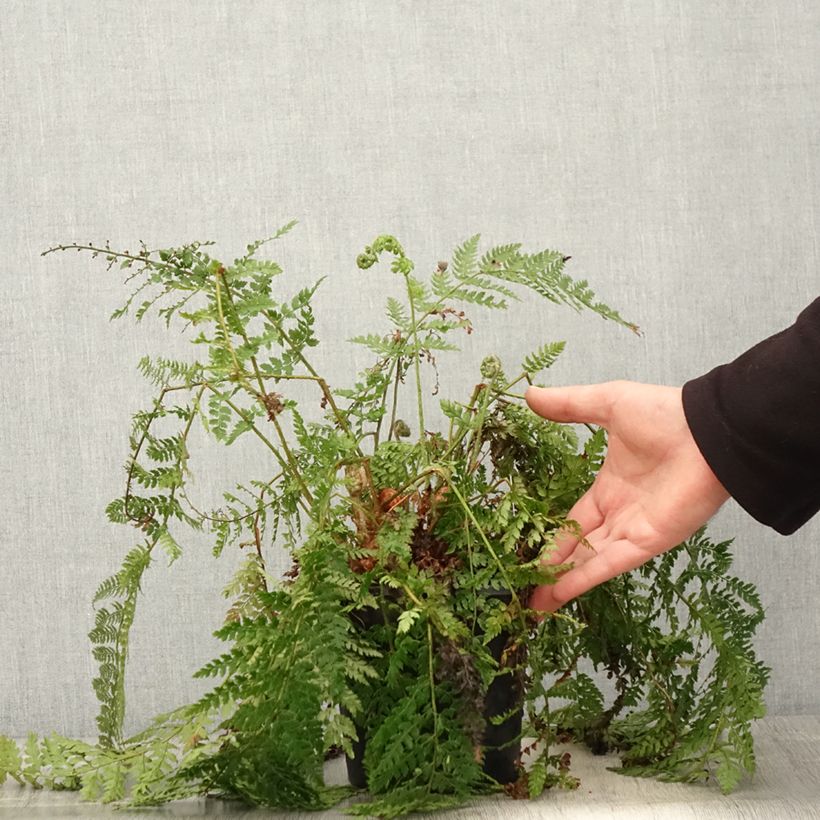 Example of Weicher Schildfarn Herrenhausen - Polystichum setiferum Topf mit 2L/3L as you get in printemps