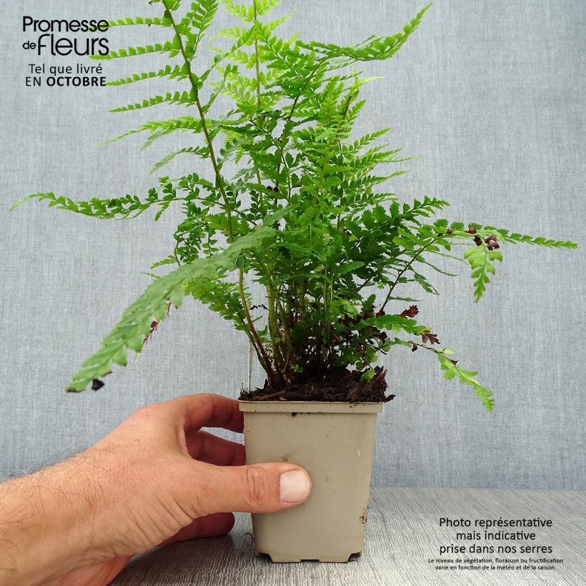 Exemplar von Weicher Schildfarn Dahlem - Polystichum setiferum Kleine Töpfe von 8/9 cm wie im Herbst geliefert