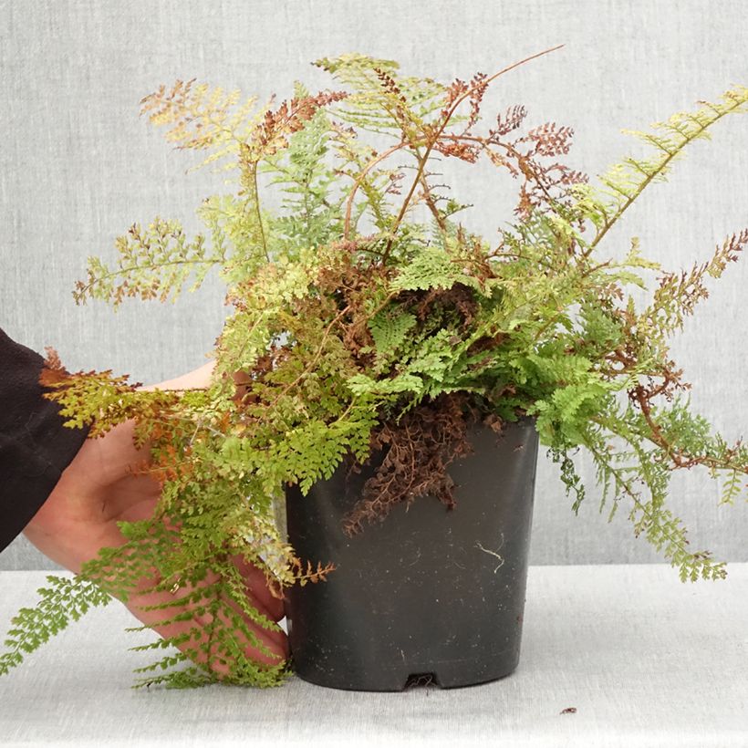 Example of Weicher Schildfarn Plumosum Densum - Polystichum setiferum Topf mit 2L/3L as you get in printemps