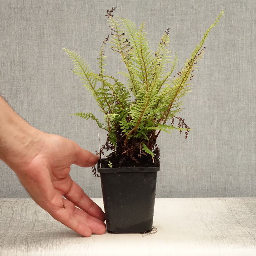 Exemplar von Weicher Schildfarn Proliferum - Polystichum setiferum Kleine Töpfe von 8/9 cm wie im Sommer geliefert