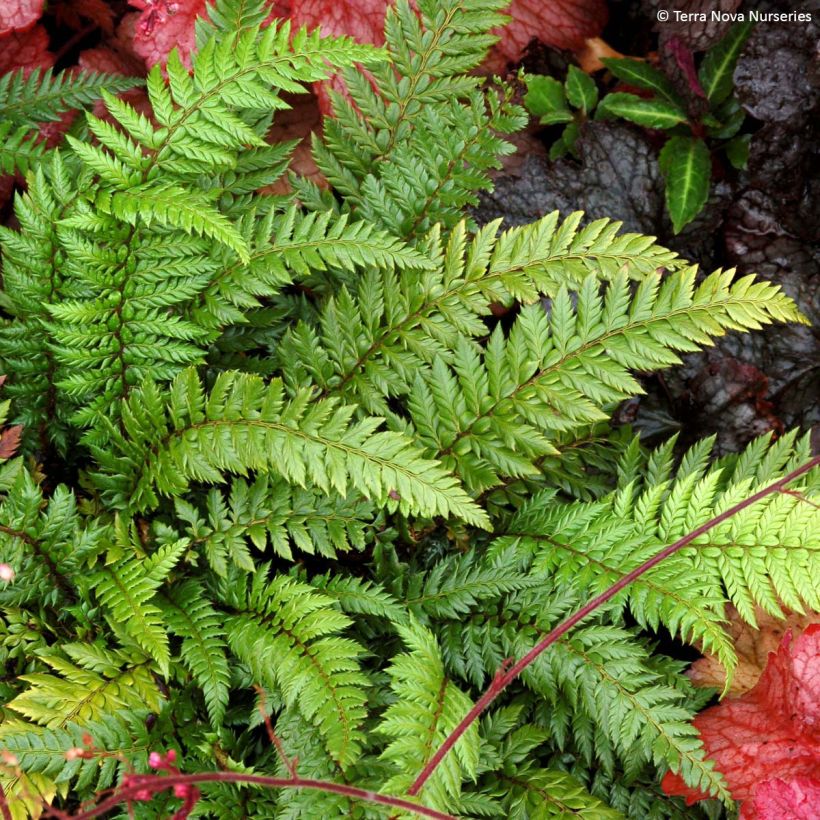 Japanischer Glanzschildfarn Shiny Holy Fern - Polystichum polyblepharum (Plant habit)