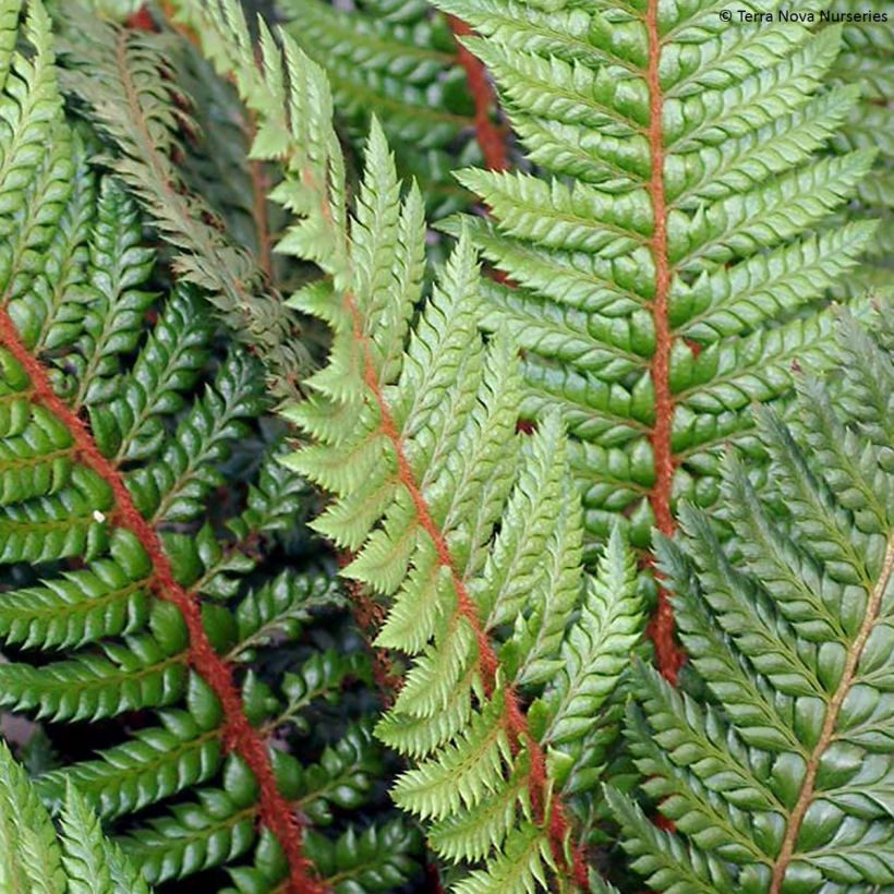 Japanischer Glanzschildfarn Shiny Holy Fern - Polystichum polyblepharum (Foliage)
