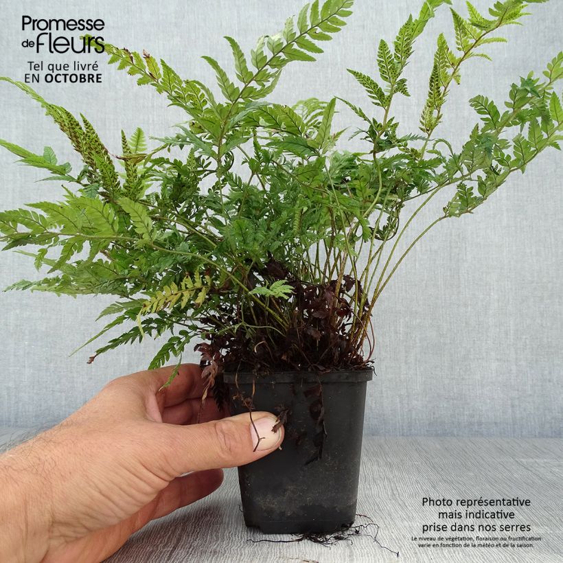 Exemplar von Tsus-Sima-Schildfarn - Polystichum tsus-simense Kleine Töpfe von 8/9 cm wie im Herbst geliefert