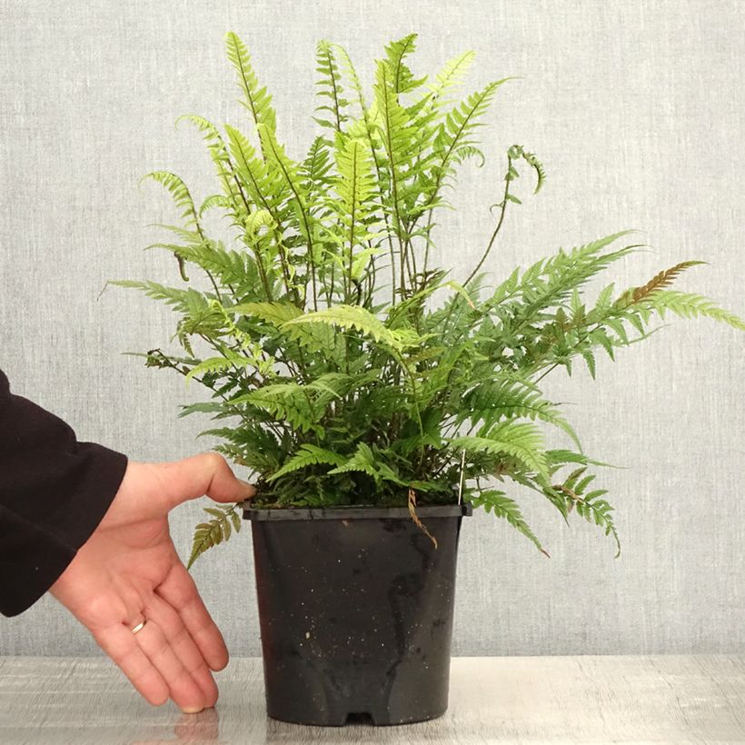 Example of Tsus-Sima-Schildfarn - Polystichum tsus-simense Topf mit 2L/3L as you get in printemps