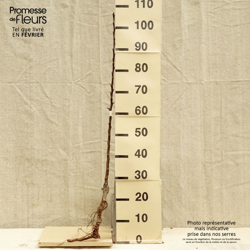 Exemplar von Apfelbaum Marie Ménard - Malus domestica Wurzelnackt, Heister wie im Winter geliefert