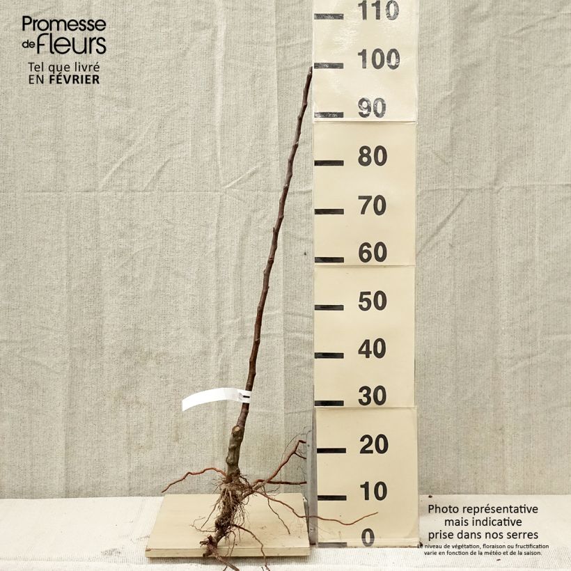 Exemplar von Apfelbaum Petit Jaune - Malus domestica Wurzelnackt, Heister wie im Winter geliefert