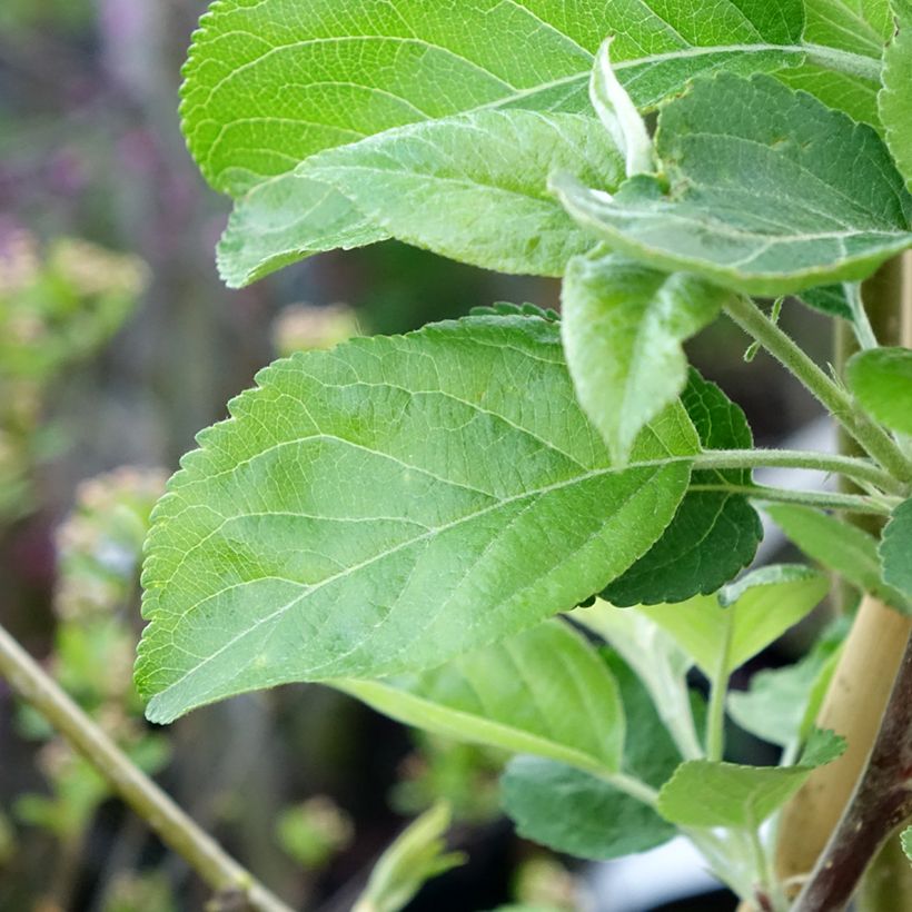 Apfelbaum Ananas Berżenicki - Malus domestica (Laub)