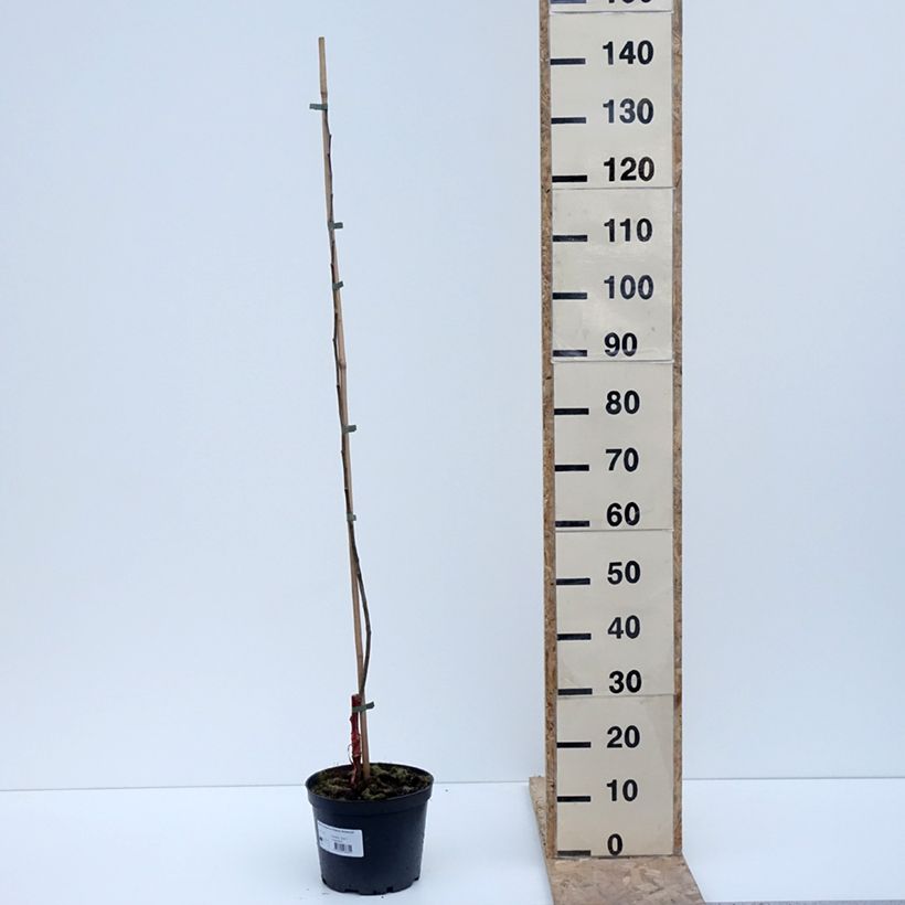 Exemplar von Apfelbaum Ananas Berżenicki - Malus domestica Topf mit 4L/5L, Heister wie im Winter geliefert