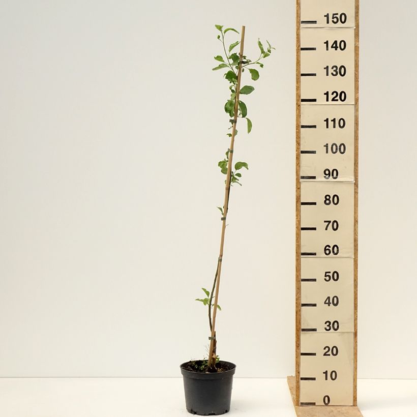 Exemplar von Apfelbaum Ananas Berżenicki - Malus domestica Topf mit 4L/5L, Heister wie im Frühjahr geliefert