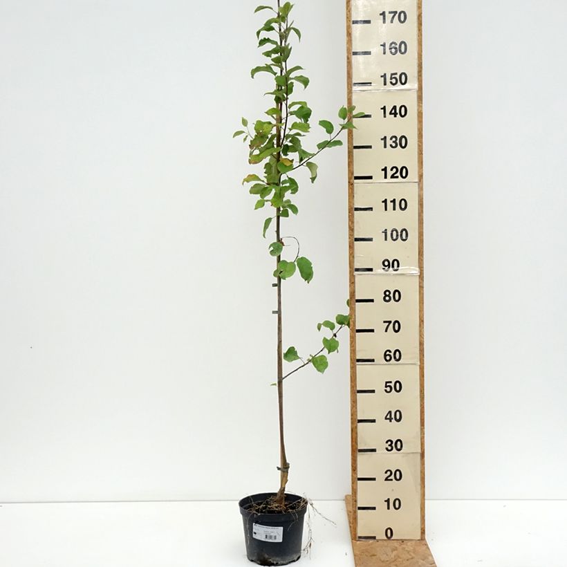 Exemplar von Apfelbaum Ananas Berżenicki - Malus domestica Topf mit 4L/5L, Heister wie im Sommer geliefert