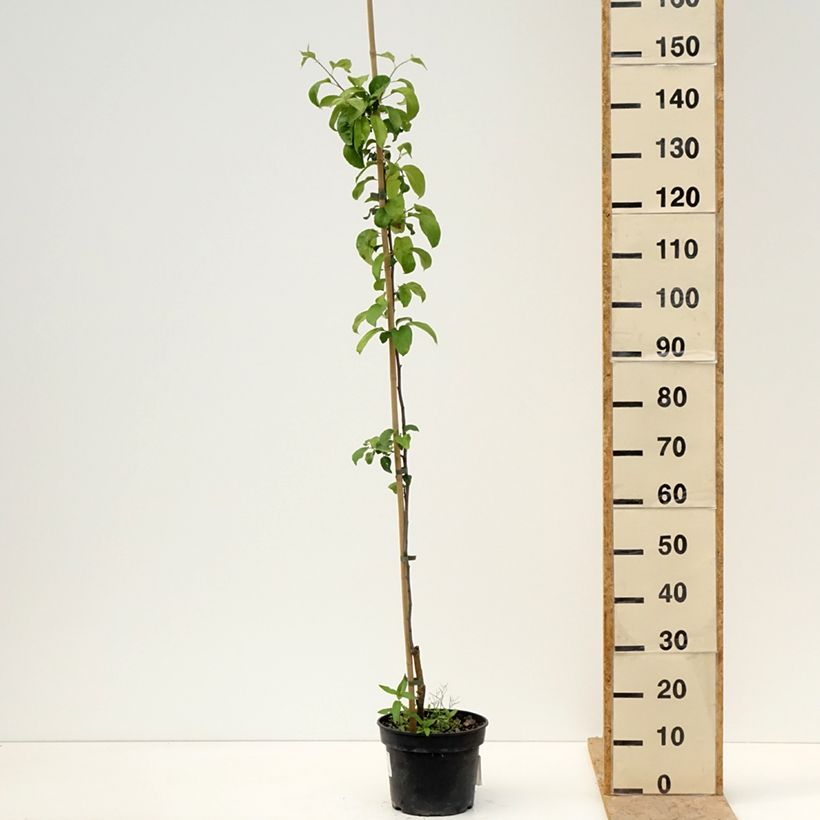 Example of Apfelbaum Antonówka Półtorapoundowa - Malus domestica Topf mit 4L/5L, Heister as you get in printemps