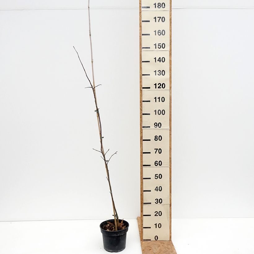 Exemplar von Apfelbaum Antonówka Półtorapoundowa - Malus domestica Topf mit 4L/5L, Heister wie im Herbst geliefert