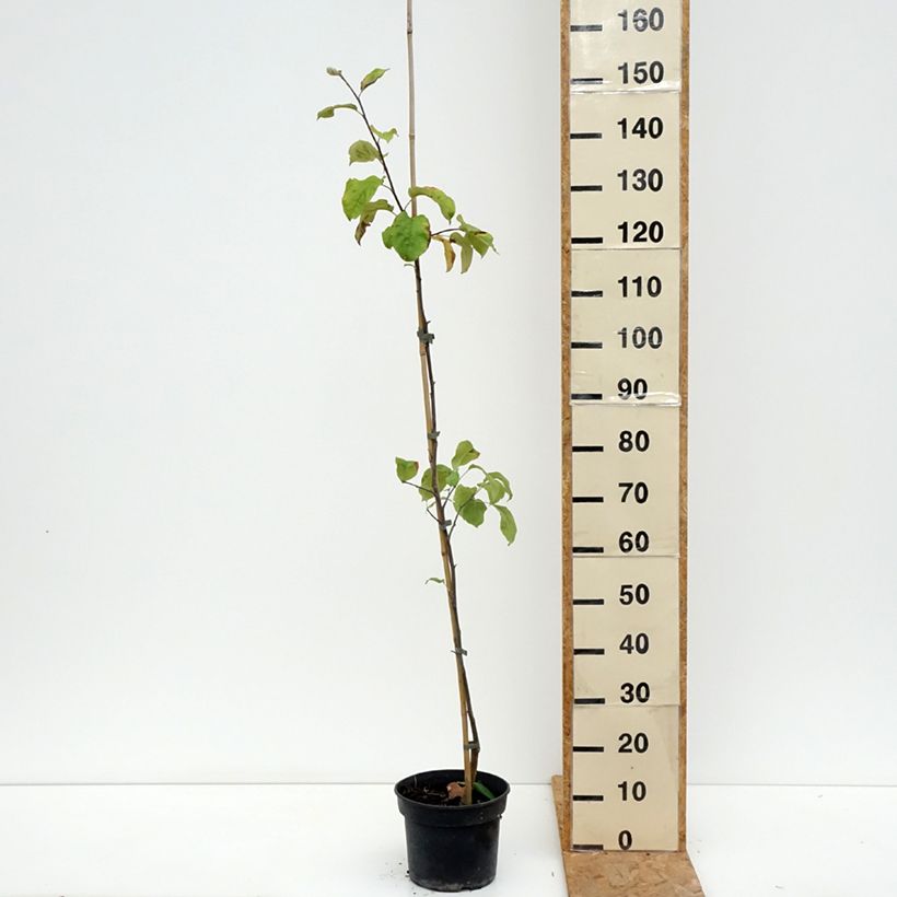 Exemplar von Apfelbaum Antonówka Półtorapoundowa - Malus domestica Topf mit 4L/5L, Heister wie im Sommer geliefert
