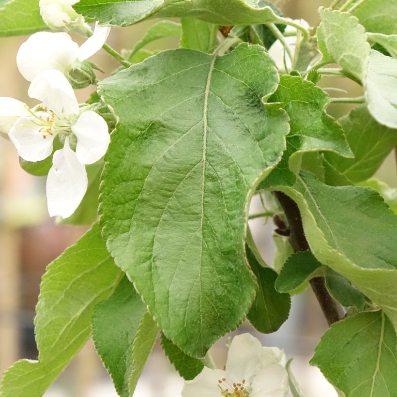 Apfelbaum Antonówka Zwykła - Malus domestica (Foliage)