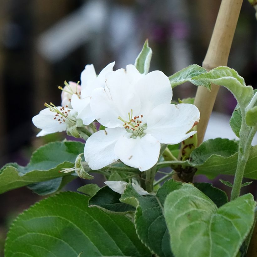 Apfelbaum Antonówka Zwykła - Malus domestica (Flowering)