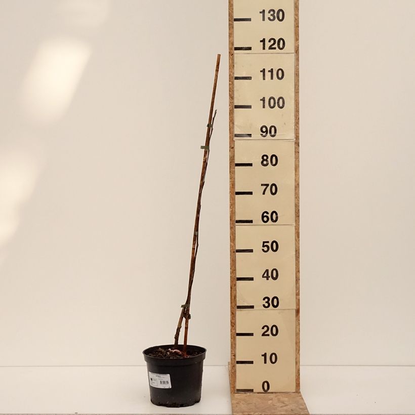 Exemplar von Pommier Antonówka Zwykła Pot de 4L/5L, Scion wie im Winter geliefert