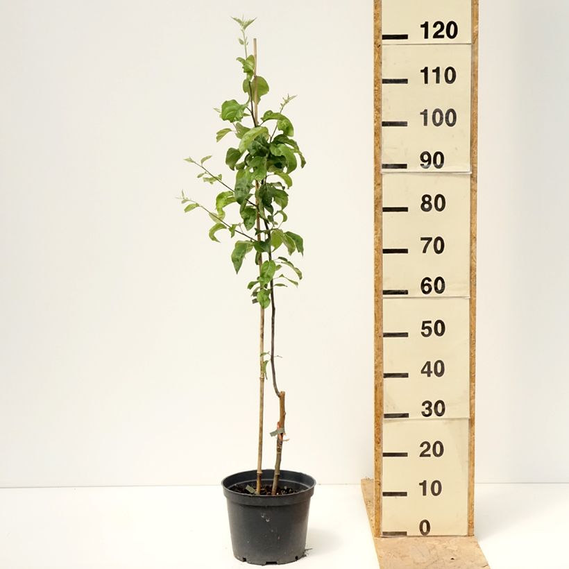 Example of Apfelbaum Antonówka Zwykła - Malus domestica Topf mit 4L/5L, Heister as you get in printemps