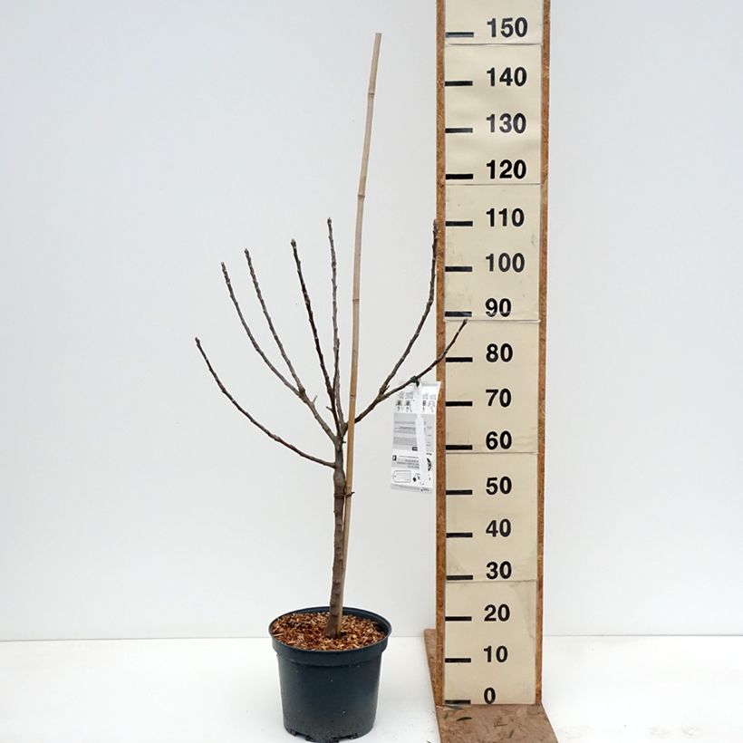 Exemplar von Apfelbaum Api Etoilé - Malus domestica Topf mit 7,5L/10L, Gobelet-Form wie im Winter geliefert
